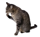 Pet sitting image 1